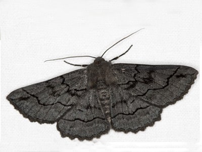 Common moths: Melanodes anthracitaria