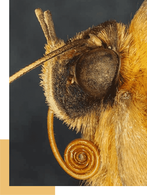 Canberra moths | Moths in the Australian Capital Territory