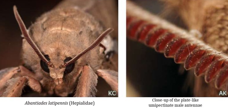 Moth Identification Antennae From The Book Moths In The A C T 