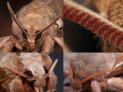 Moth Structures: Antennae