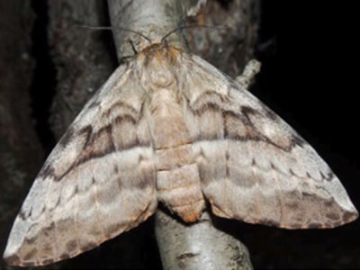 Moth species: Chelepteryx collesi