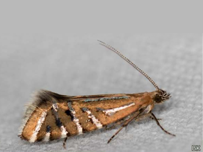 Types of Moths: Glyphipterix perimetalla