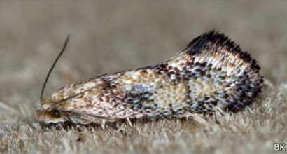 Incurvariidae adult