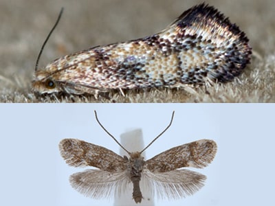 Moths of Australia: Incurvariidae